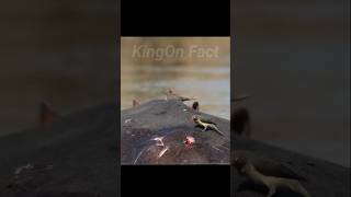 animals cleaner bird 😱 oxpecker bird [upl. by Ralf]