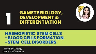 L1 Haemopoietic stem cells  Blood cell formation Stem cell Disorders MSc BSc CSIR NET Zoology [upl. by Ehrlich]