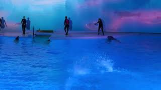 Walking on the water and back floating Dolphins spectacular show [upl. by Willem471]