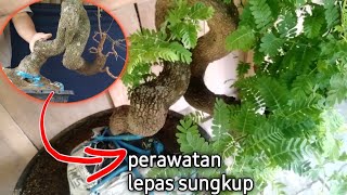 Perawatan Bonsai Asem Jawa Daun Hijau Tua Setelah Buka Sungkup [upl. by Gearalt765]