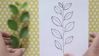 Draw Your Plants Peking Cotoneaster [upl. by Olav]