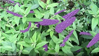 How I Plant Pugster Blue Butterfly Bush Buddleia For a Beautiful and WildlifeFriendly Garden [upl. by Dnilazor755]