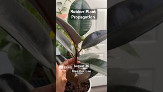 Rubber Plant 🌱 Propagation  Growth update [upl. by Siurtemed]