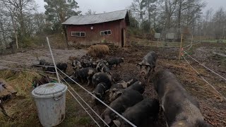 Prepping the pigs winterhousing part 2 [upl. by Lamberto]