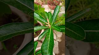 Adenium grow for cutting very easyadenium plantcuttingplantsshort [upl. by Nerag]