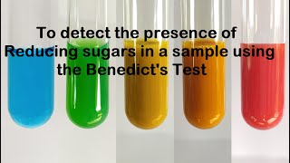 Benedicts Test for Reducing Sugars  Urine Glucose Test  Benedicts test for Glucose [upl. by Ojoj]