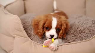 Caring for Your Cavalier King Charles Spaniel [upl. by Sclar]