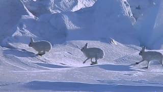 Arctic Hare Crossed Over Sea Ice [upl. by Amalita743]