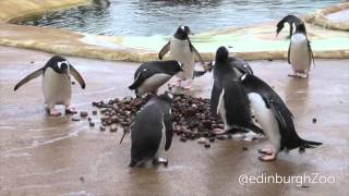 Penguins begin their pebble courtship at Edinburgh Zoo [upl. by Janine]