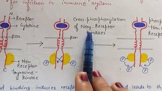 Cytokine receptors Enzyme associated receptor Cell Surface Receptors  CSIR NET Life sciences [upl. by Lemahs]