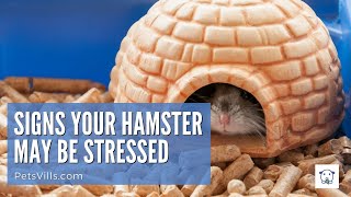 Signs Your Hamster May Be Stressed [upl. by Ilenna]