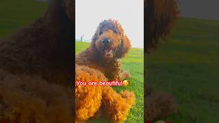 puppy goldendoodle pets multigengoldendoodle [upl. by Sirob947]