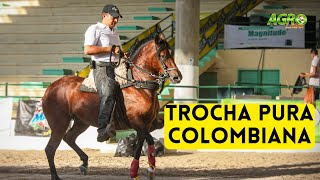 TROCHA PURA Caballo Criollo Colombiano Desplazamiento por bípedos diagonales y en cuatro tiempos [upl. by Canale]