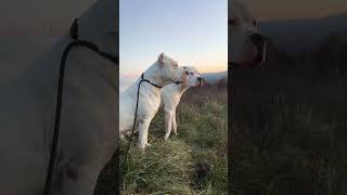 Dogo Argentino in the sunset dogoargentino dogoargentinoworld shorts [upl. by Sivia]