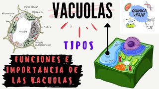 QUE ES UNA VACUOLA FACIL TIPOS DE VACUOLAS y funciones de vacuolas rápido [upl. by Avehsile633]