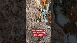 Mancing belut tepat di sarangnya ikan gabus cecepjampang [upl. by Emarej]