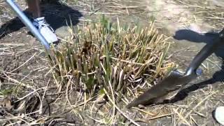 How to dig and divide ornamental grasses  Tip from Alwerdts Gardens in Altamont Illinois [upl. by Ahsikrats]