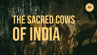 🇮🇳 The Sacred Cow Understanding Indias Love for Cattle [upl. by Isadore]