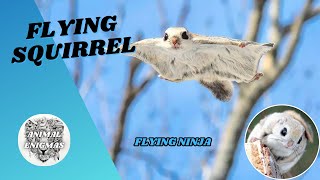 Flying Squirrel  The Flying Ninja  AnimalEnigmas [upl. by Ycaj]