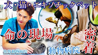 犬猫以外にも様々な動物たちの命を守る動物病院の診療に密着 [upl. by Waldo]