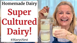 How to Make L Reuteri Cultured Dairy  Homemade l Reuteri Yogurt  Lactobacillus Reuteri Yogurt [upl. by Jany]