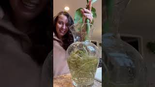 What monstera in water growth looks like plantcare hydroponics monstera plantlovers [upl. by Eletnahs164]