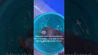 Treating Swim Bladder in Goldfish shortsvideo shorts goldfish treatment fish pets aquarium [upl. by Ennagroeg]