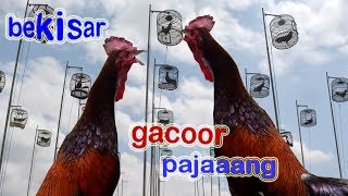 AYAM BEKISAR BERKELAS GACOOR [upl. by Aidam]