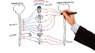 Pharmacology  AUTONOMIC NERVOUS SYSTEM MADE EASY [upl. by Wylde225]