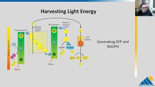 BIOL201 Ch82  Light Dependent Reactions of Photosynthesis [upl. by Edaw214]