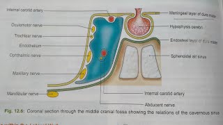 CAVERNOUS SINUSNOTESBDCHAURASIAHEADNECK AND BRAIN ANATOMY [upl. by Mahtal]