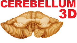 Cerebellum Anatomy  Lobes and Structures  Cerebellum 1 [upl. by Cheshire]