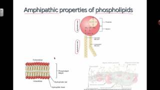 Amphipathic Properties of Phospholipids 2016 IB Biology [upl. by Esil]