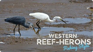 Western Reef Heron Western Reef Egret  Western Reef Herons fishing reefheronherons [upl. by Arek]