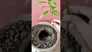 Mini Allamanda Plant propagation from cutting rainyseason plantpropagation [upl. by Kliment]