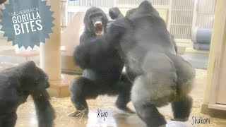 Silverback Gorilla Lost His Temper with His Son  The Shabani Group [upl. by Llenehs]