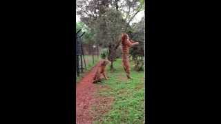 Tiger jumps to catch meat filmed in slowmotion animals tigers slowmotion rescue [upl. by Lemhar]