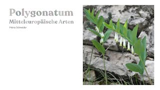 Polygonatum 15 Mitteleuropäische Arten [upl. by Valda480]