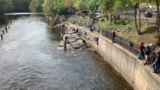 Pulaski NY Salmon Fishing 11 October 2024 Town Pool [upl. by Hew]