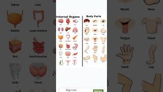 Internal organs body parts [upl. by Yule]