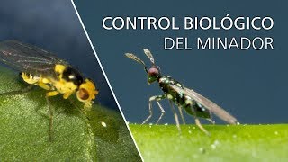 Control biológico del minador  Diglyphus isaea [upl. by Nivlag731]