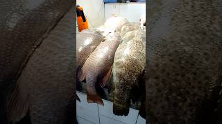 Fish market in Dammam Saudi Arabia foryou explore saudiarabia viralvideo shorts mahabub [upl. by Ariuqahs]