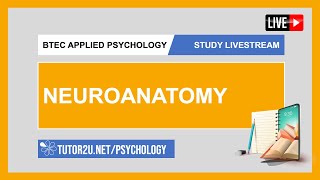 BTEC Applied Psychology  Study Livestream  Neuroanatomy [upl. by Iaht]