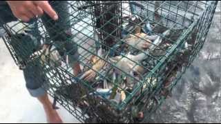 How to catch Blue Crabs in Florida [upl. by Ahsilram533]