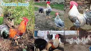 leghorn chicken  best chicken breeds  chicken breeds for eggs  fast growing chicken breeds [upl. by Rhody91]