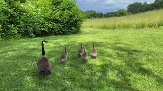 Harassing Canada Geese 4K [upl. by Glimp]