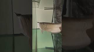 Huge SILVER AROWANA in home aquarium [upl. by Karna]