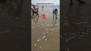 Unbelievable Beach is full of stranded fish 🥺 [upl. by Vareck]