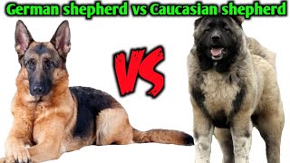 german shepherd vs caucasian shepherd [upl. by Nasus]