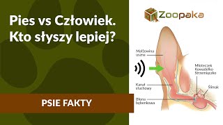 Jak słyszy pies Wszystko o słuchu psa okiem BEHAWIORYSTY 🐶 [upl. by Anuait]